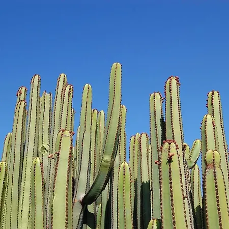 Calypso By Villagrancanaria Arguineguin
